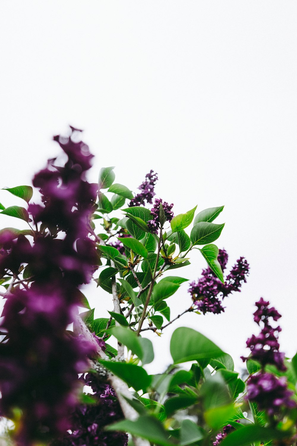 red flowers with green leaves