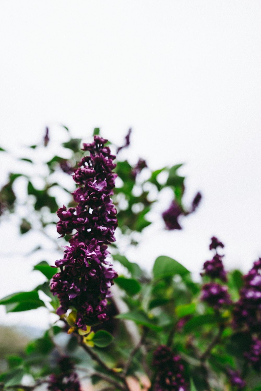 チルトシフトレンズの紫色の花のつぼみ