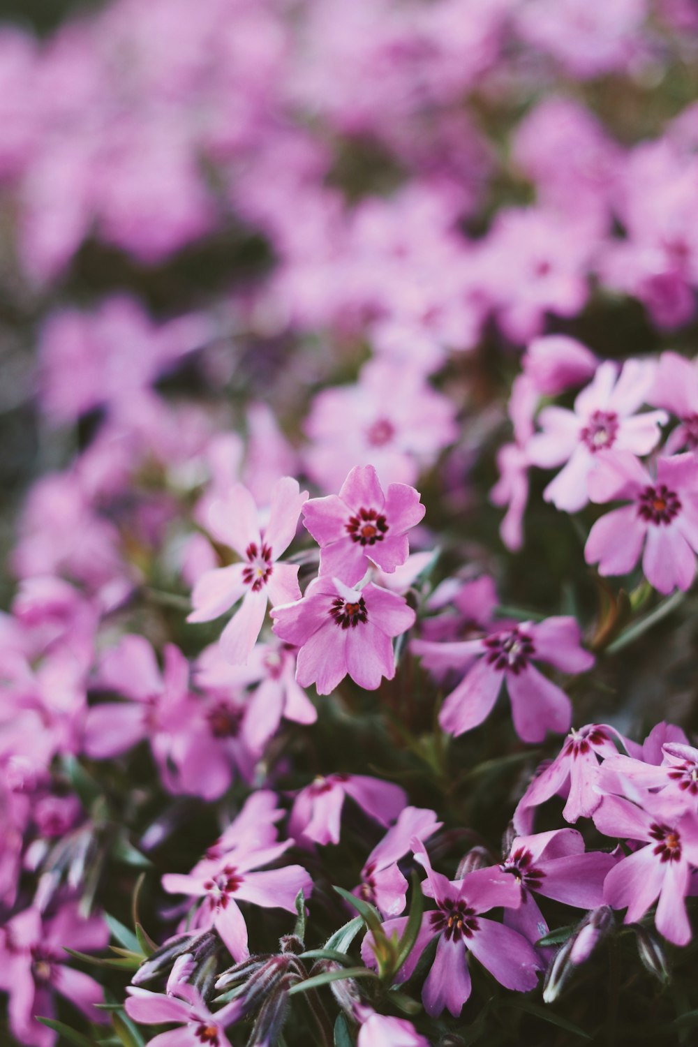 purple flowers in tilt shift lens