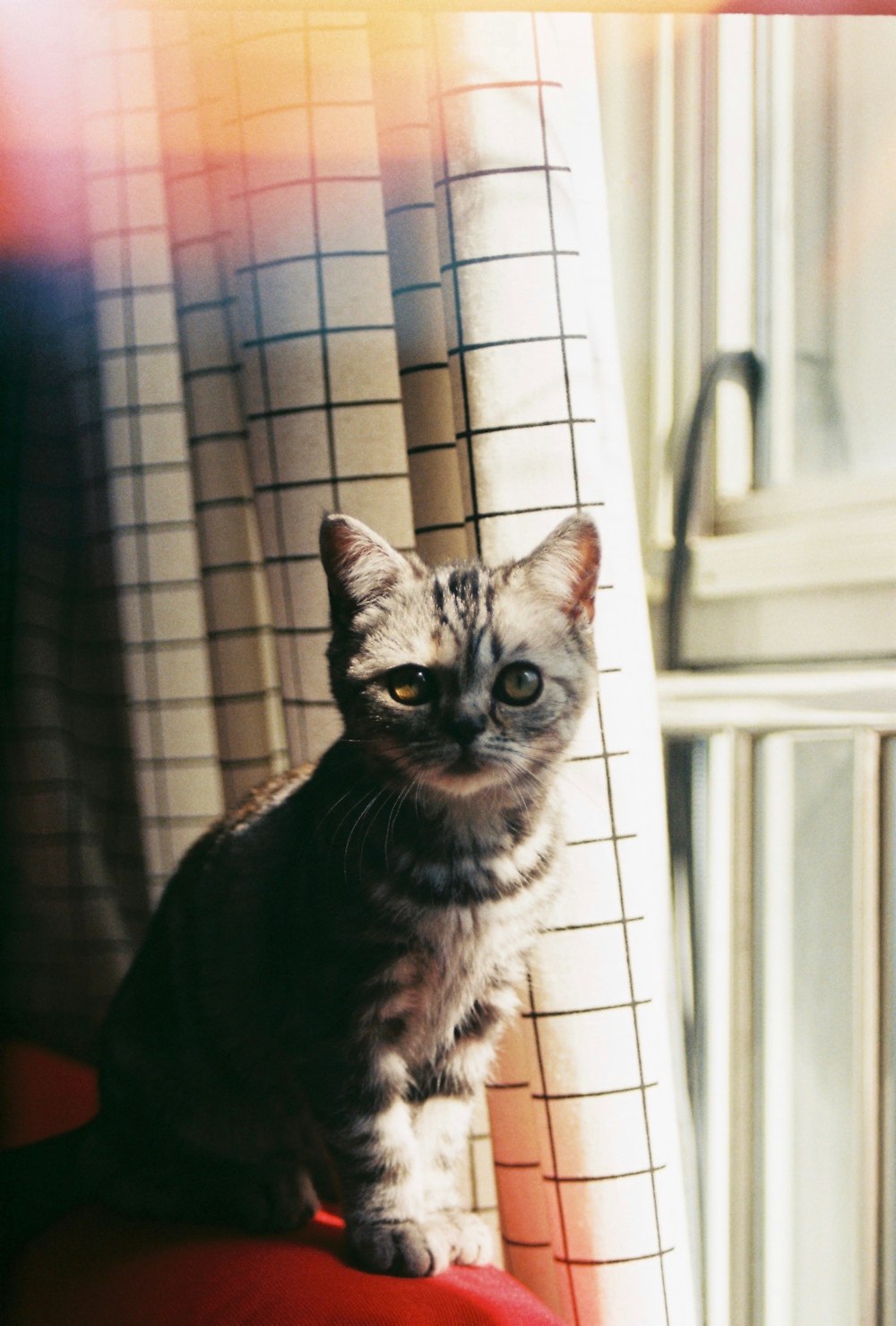 silver tabby cat on window