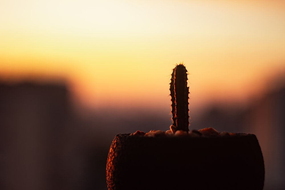 brown cactus on brown rock during sunset