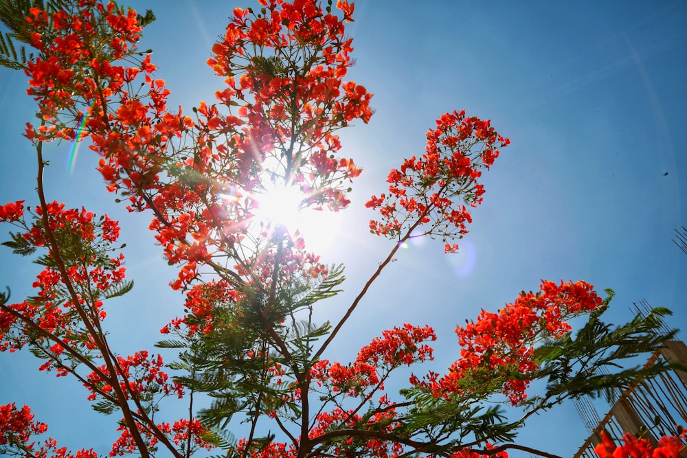 red and green leaves tree under blue sky during daytime