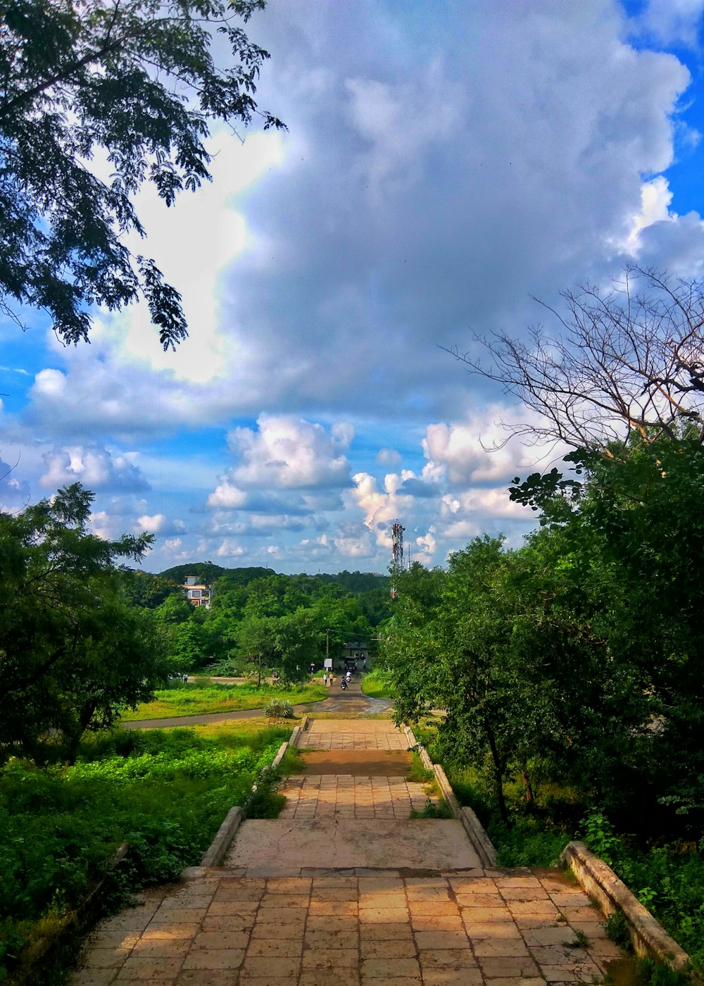 green trees under white clouds and blue sky during daytime