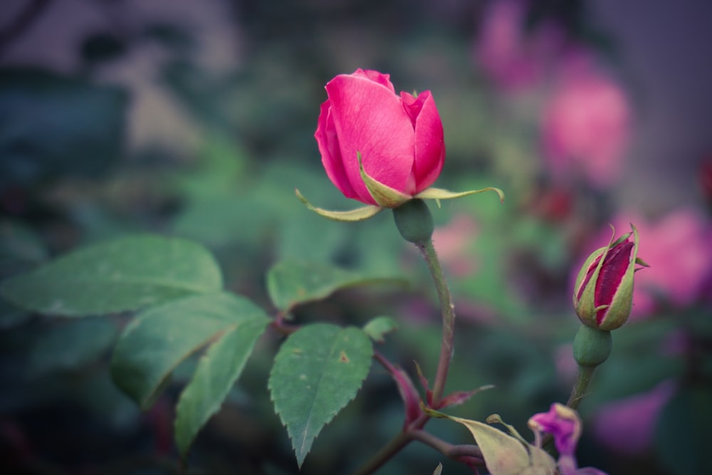 pink rose in bloom during daytime