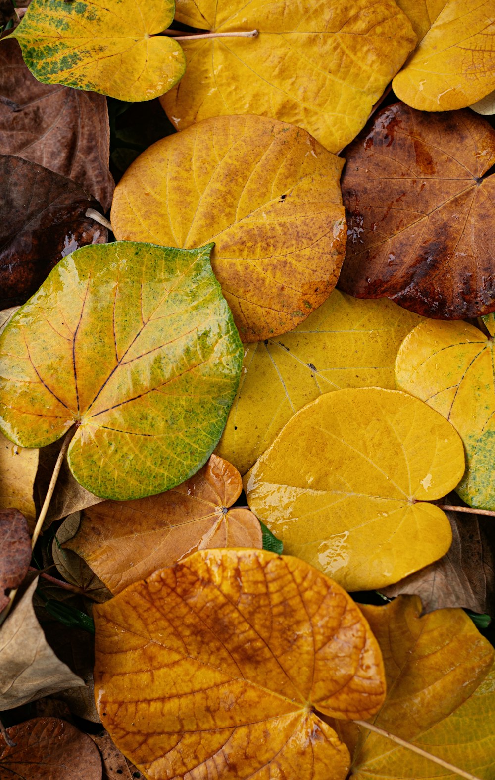green and brown leaves on brown dried leaves