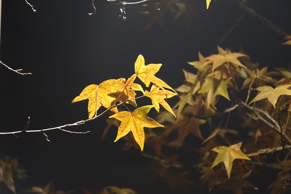 yellow maple leaf in water