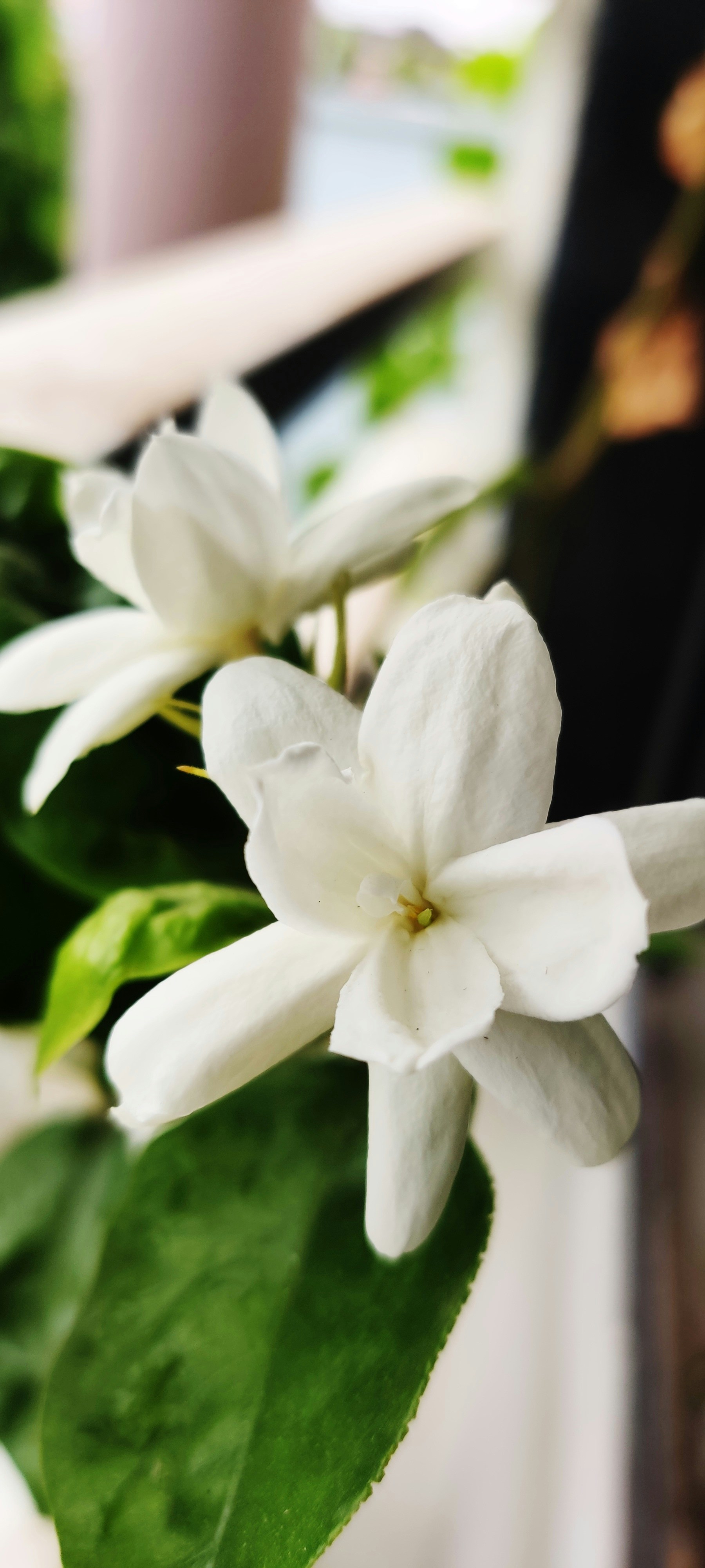 White jasmine flowers in full bloom on green vine, soft morning light, blurred garden background