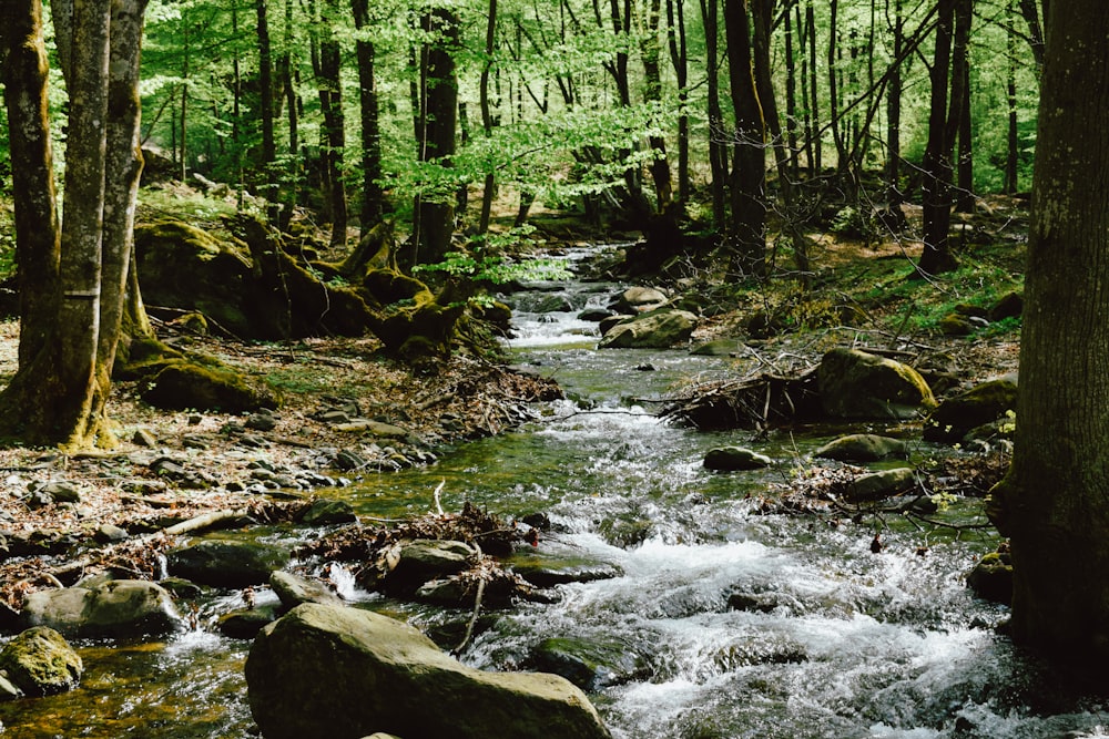 river in the middle of forest during daytime