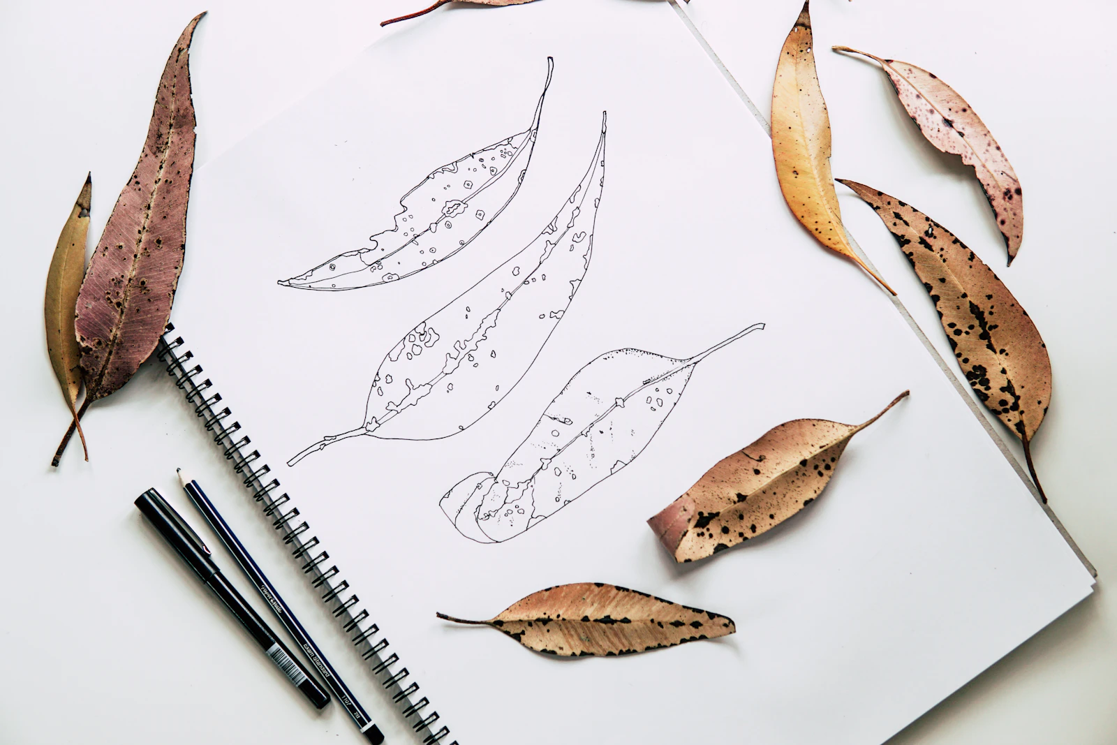 Leaf sketches in a spiral sketchbook