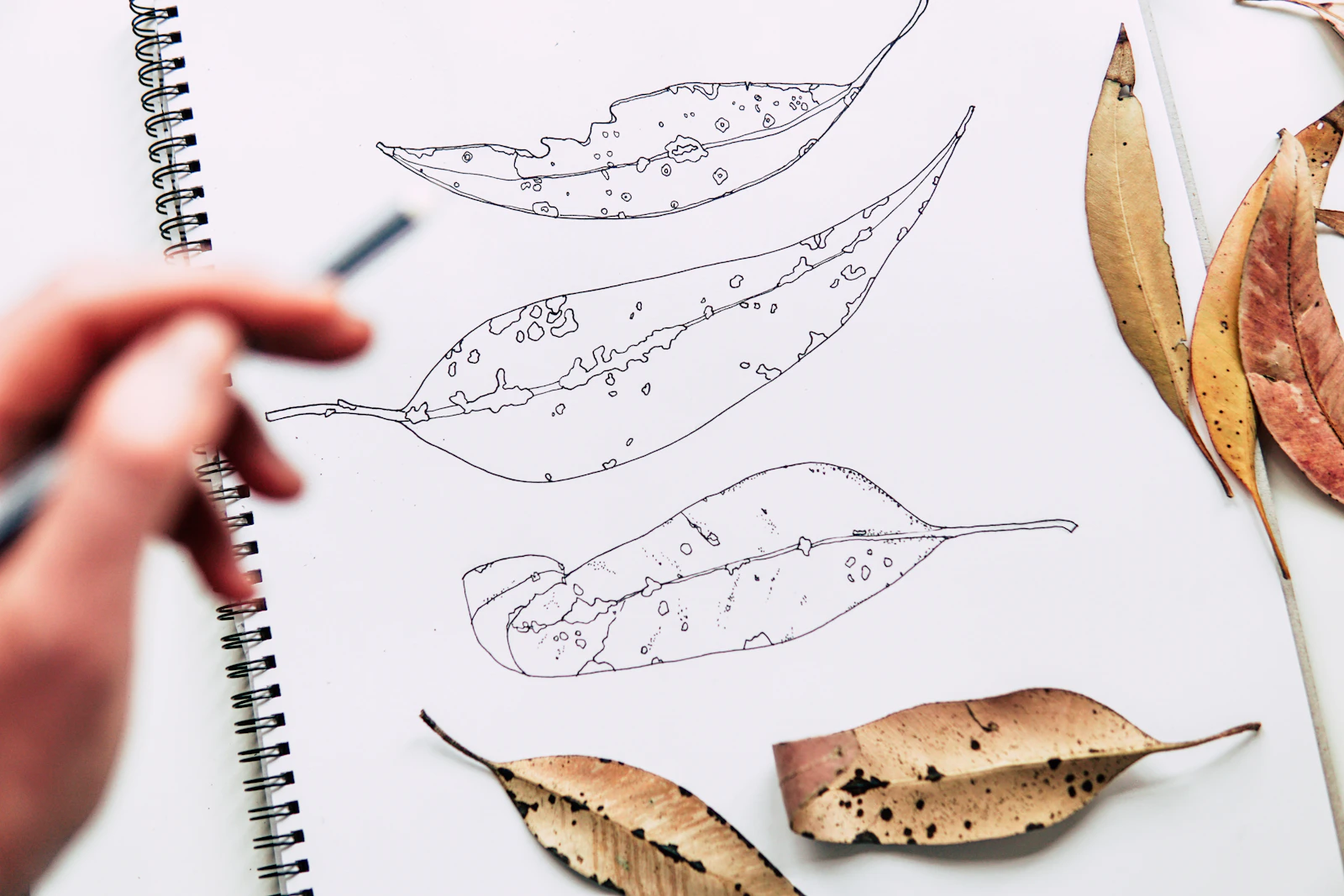 Hand sketching leaves in a sketchbook