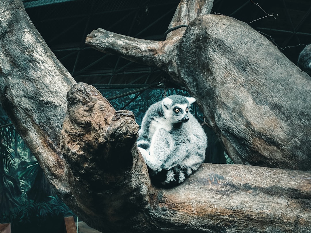 Wildlife photo spot Toronto Zoo Borer's Falls Trail