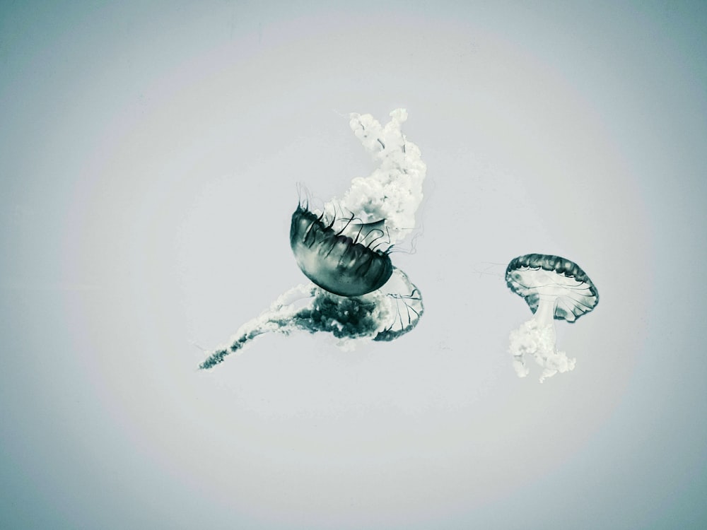 Ilustración de medusas blancas y negras
