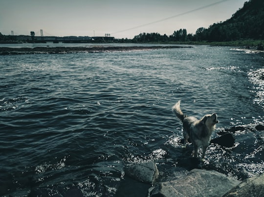 brown and black short coated dog on gray rock near body of water during daytime in Montmorency Falls Canada