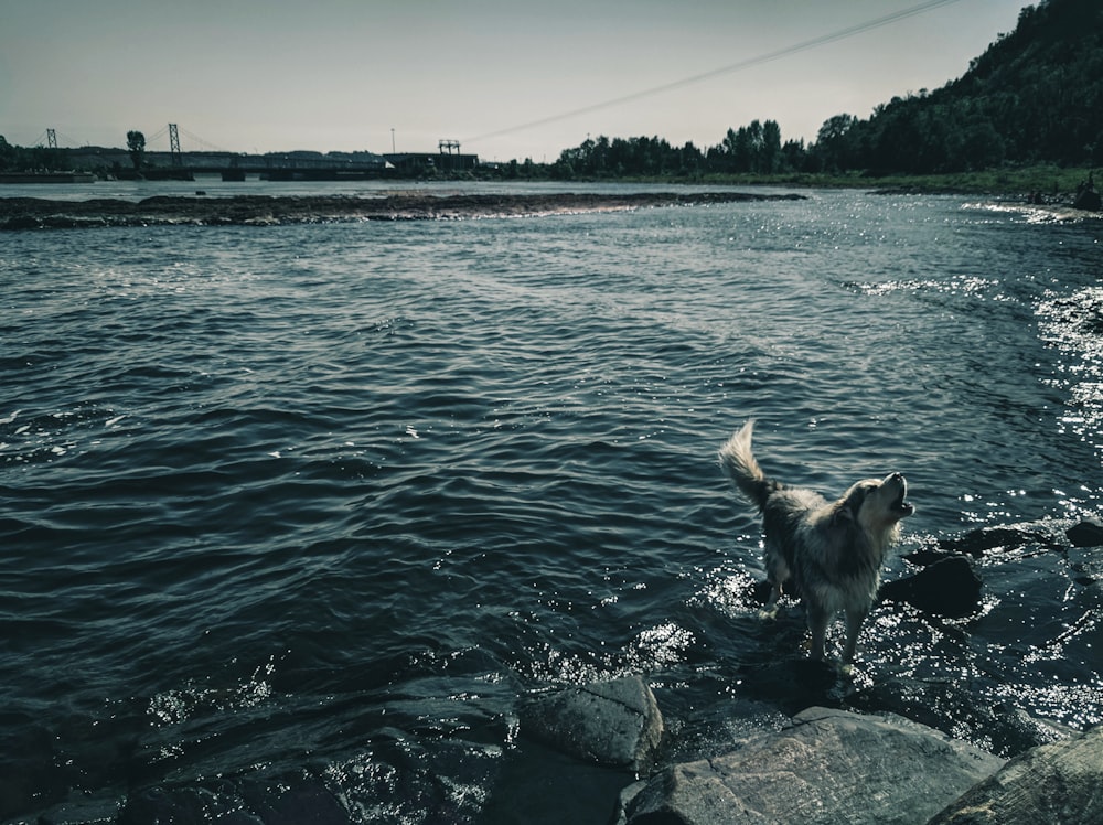 brown and black short coated dog on gray rock near body of water during daytime