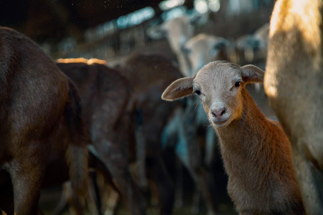 brown sheep in tilt shift lens