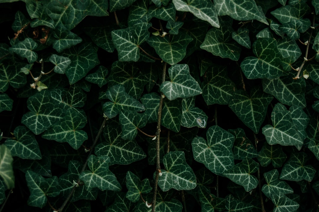 green leaves on brown soil