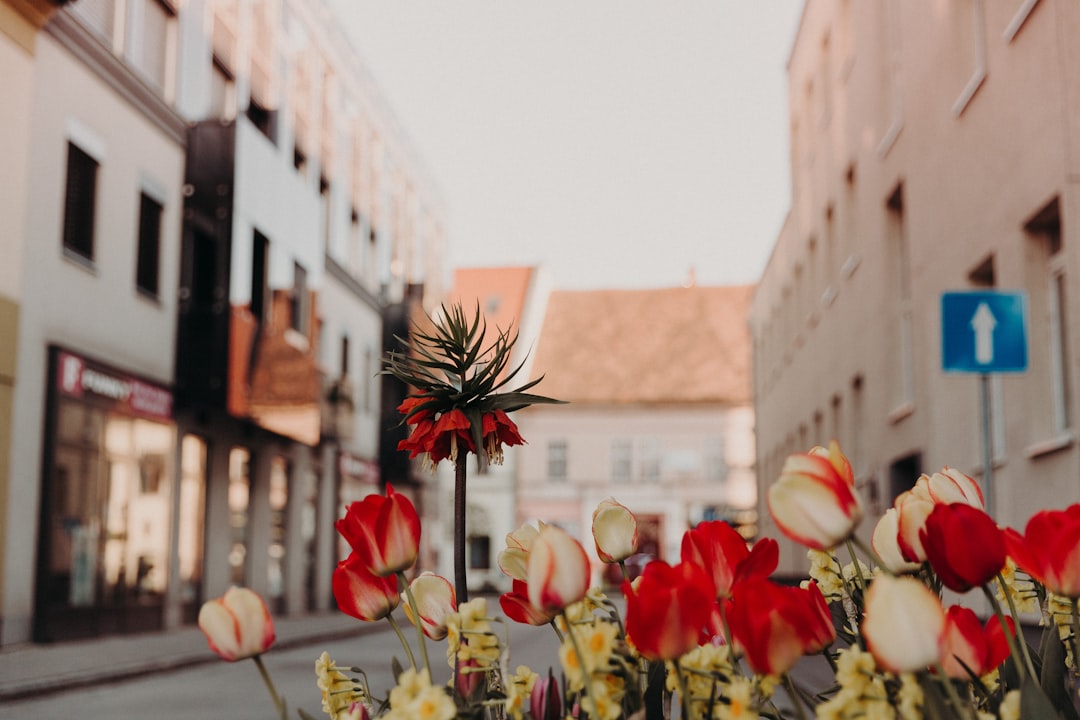 red and yellow flowers in front of brown concrete building during daytime