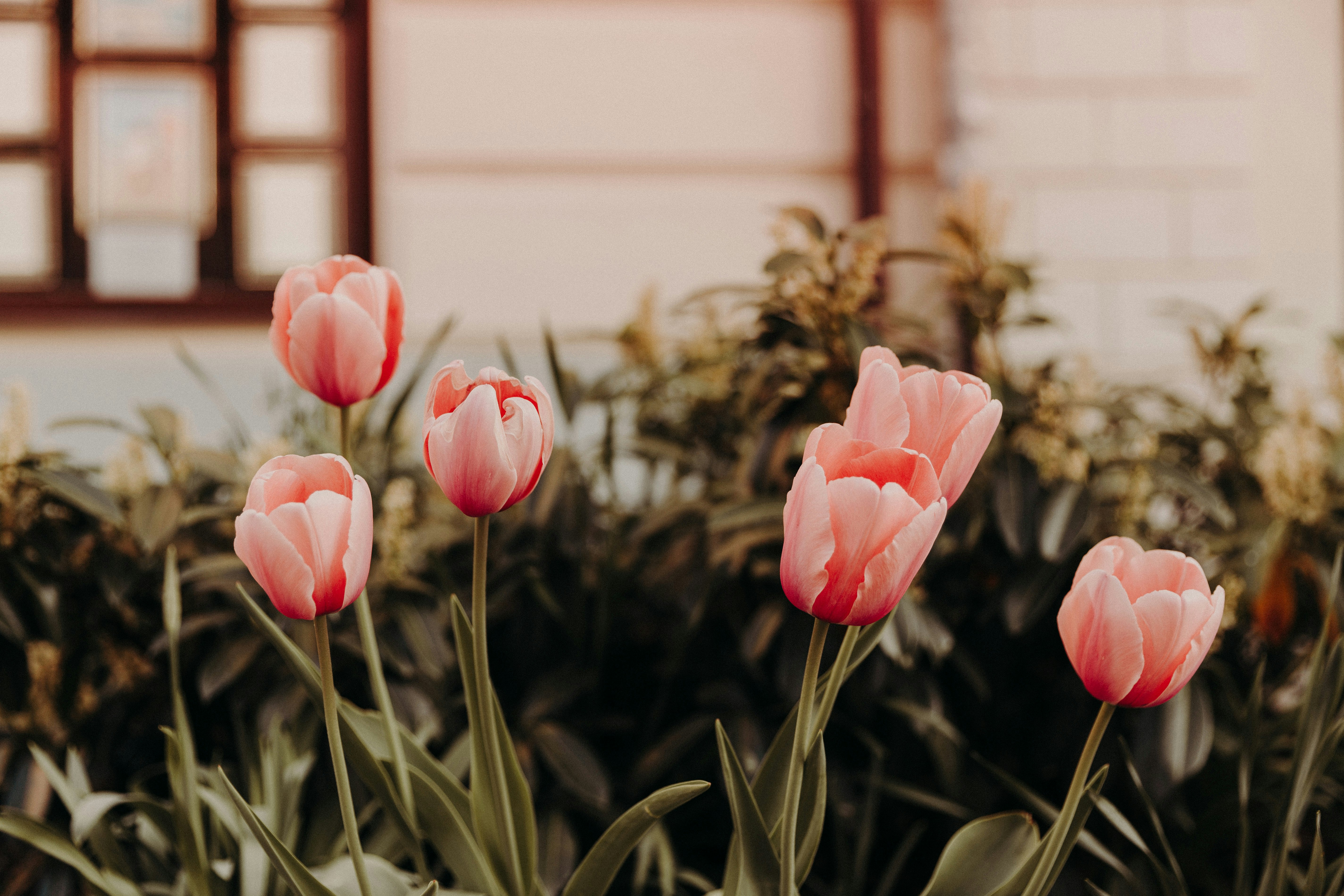 pink tulips in bloom during daytime