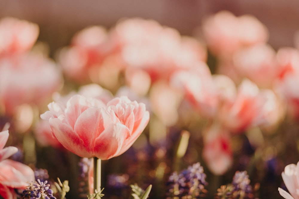 pink flowers in tilt shift lens