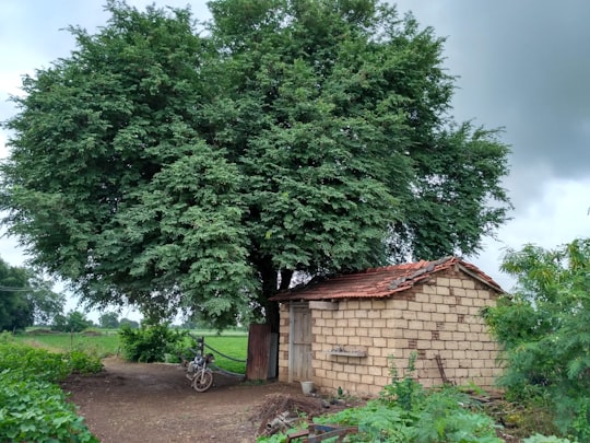 black bicycle parked beside green tree in Amreli India