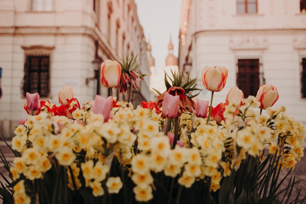 yellow and red flowers in bloom during daytime