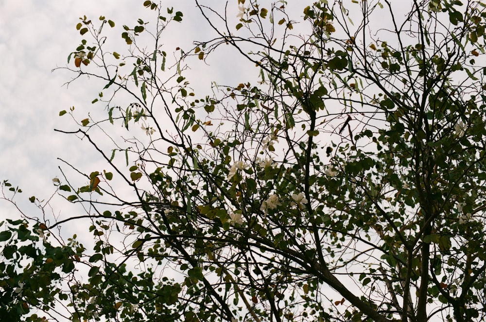 green leaves during day time