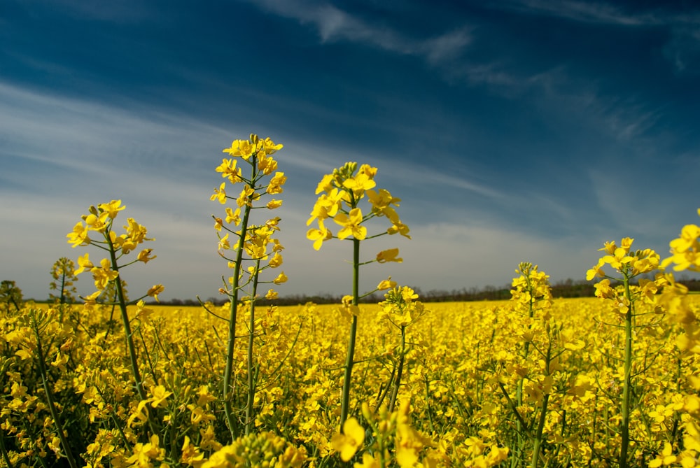 yellow flower field under blue sky during daytime