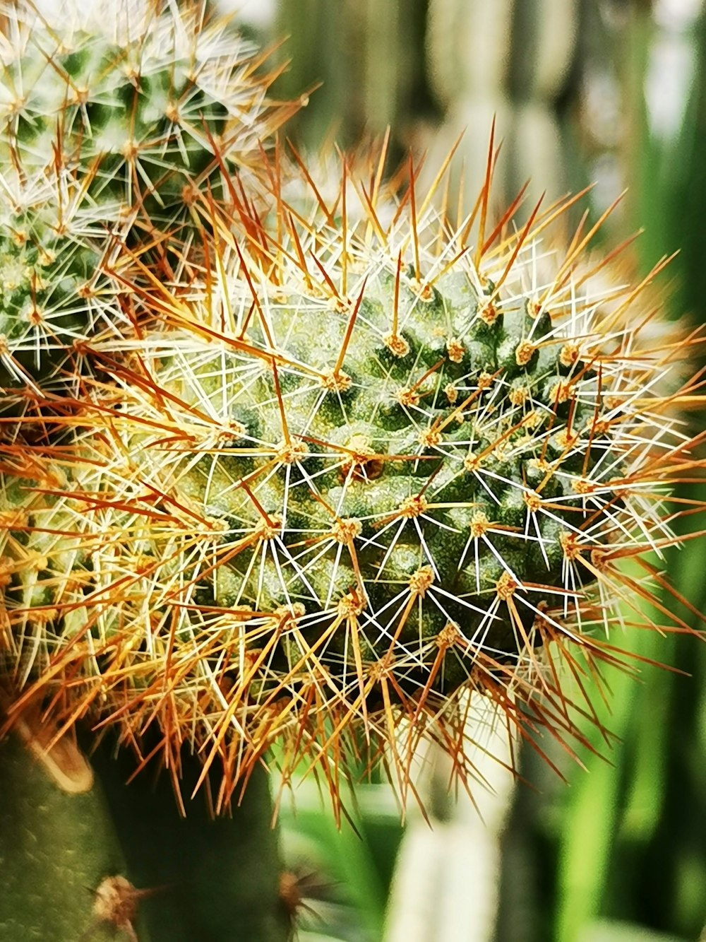 green cactus in close up photography