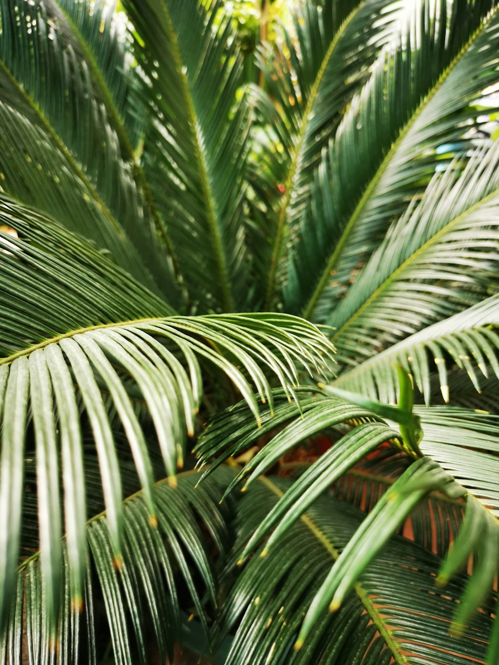 green palm tree during daytime