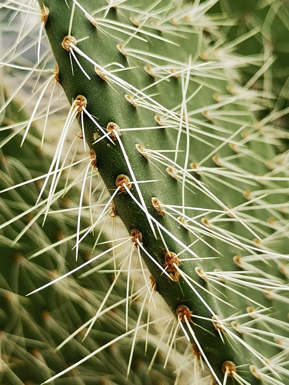 Hormiga marrón y negra en planta verde