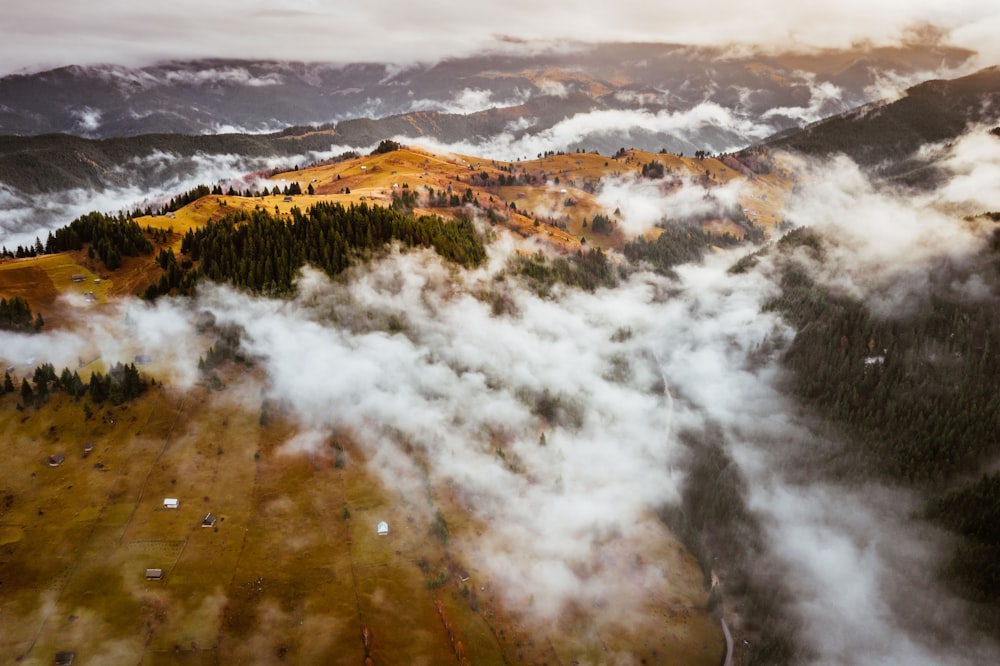 green and brown trees near white clouds