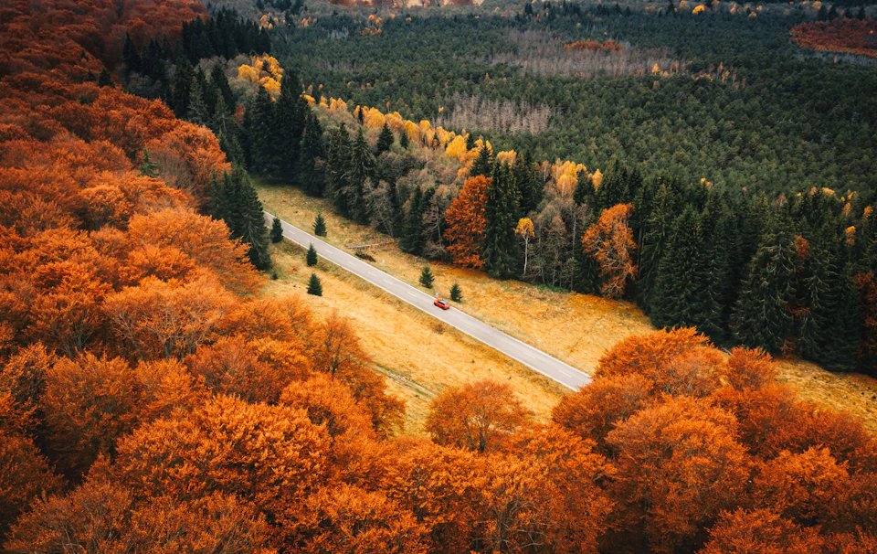 The image presents an aerial view of a winding road through a forested area, with trees exhibiting vibrant orange and yellow hues during autumn. The road is flanked by tall trees on both sides, creating a sense of depth and perspective in the scene. A red car can be seen driving along the road, adding a touch of color to the otherwise monochrome landscape.