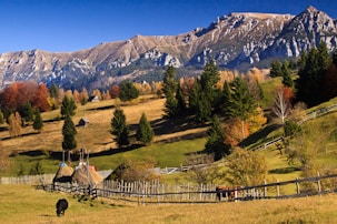 green pine trees near mountain under blue sky during daytime