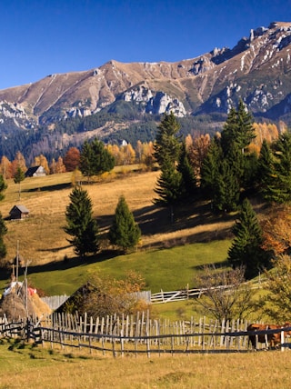 green pine trees near mountain under blue sky during daytime