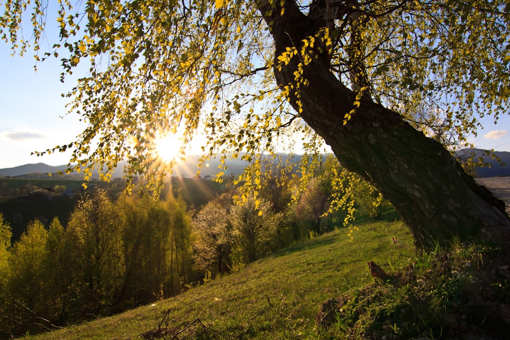 green grass field with trees during daytime