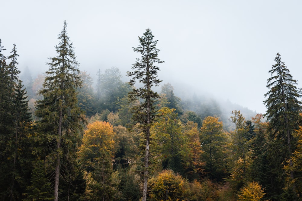 green and yellow trees under white sky during daytime