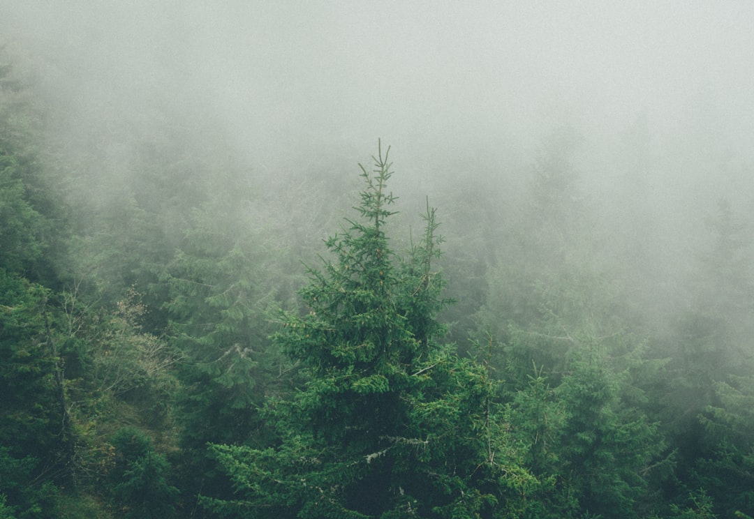 Tropical and subtropical coniferous forests photo spot PostÄƒvarul Massif Piatra Craiului