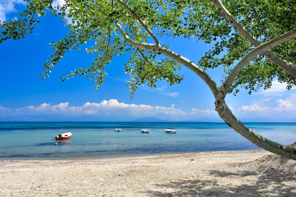 white and red boat on sea shore during daytime