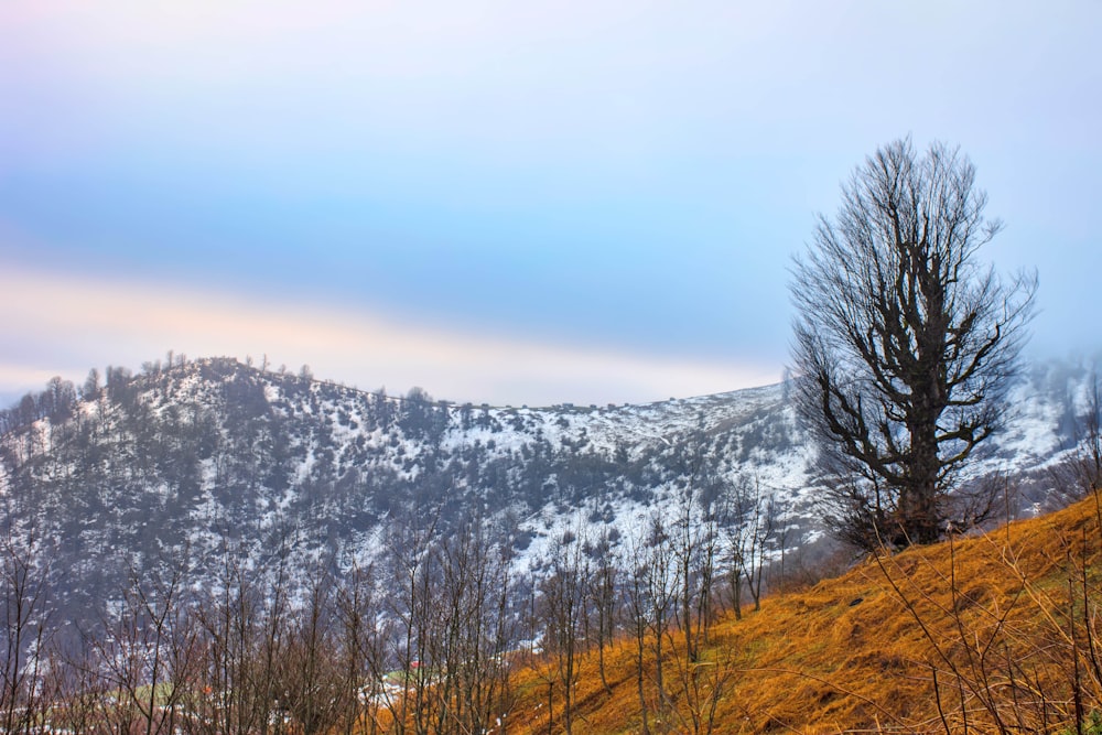 snow covered trees and mountains during daytime