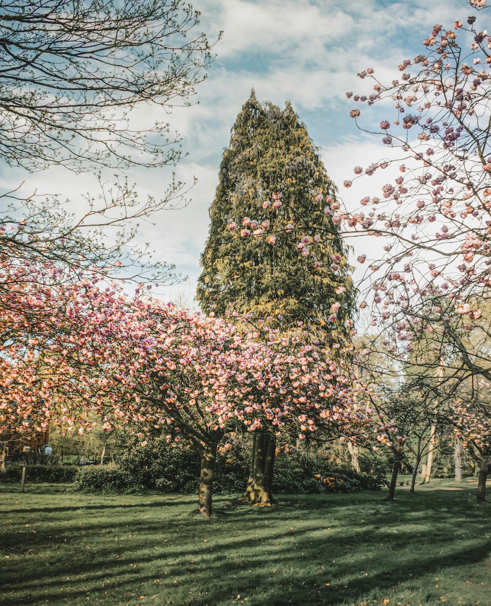 pink and brown tree under blue sky during daytime