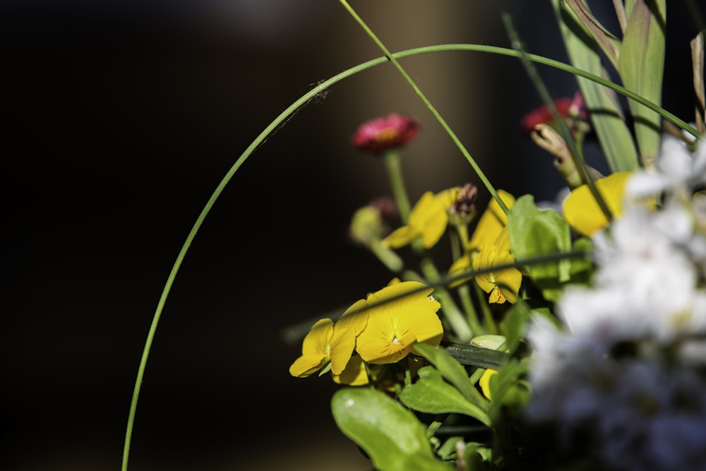 yellow and pink flowers in tilt shift lens