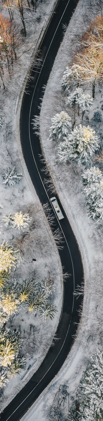 aerial view of road in between trees