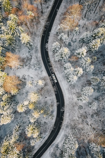 aerial view of road in between trees