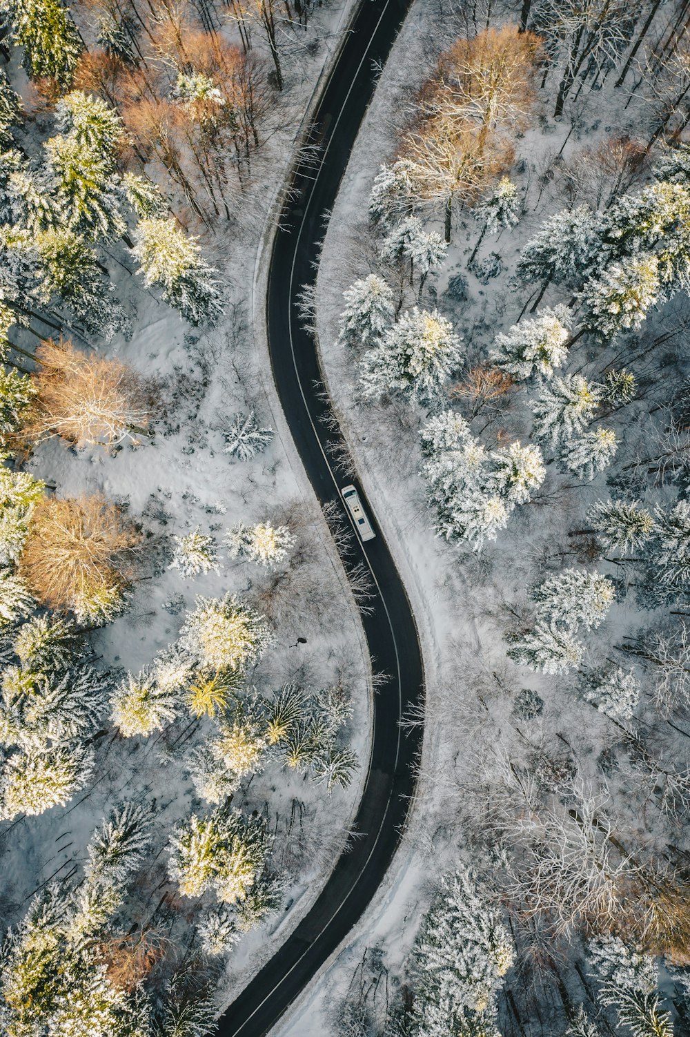 aerial view of road in between trees