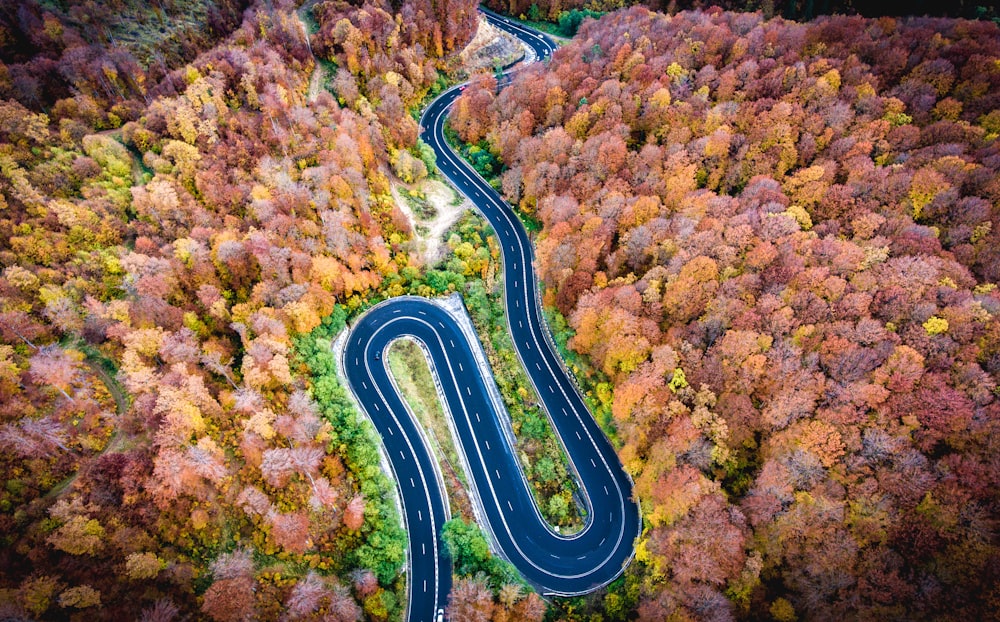 aerial view of road in the middle of trees