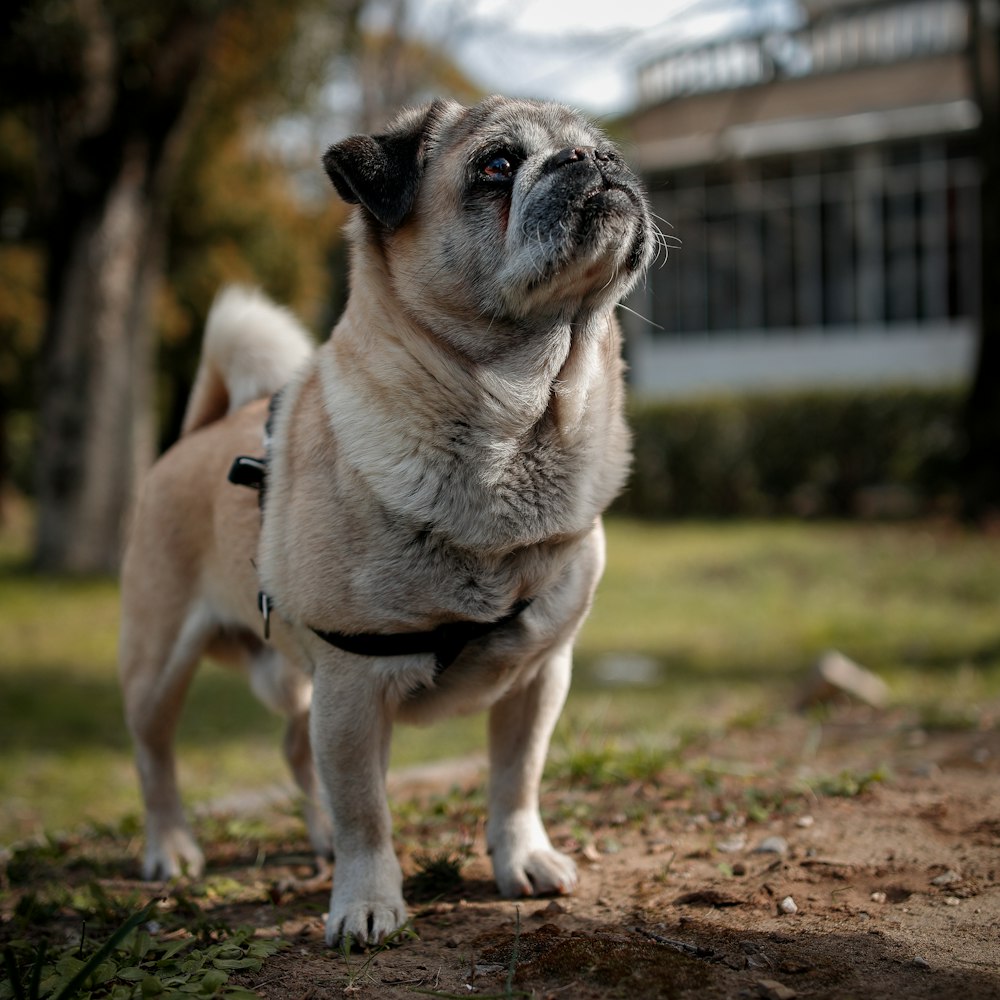 fawn pug on brown ground during daytime