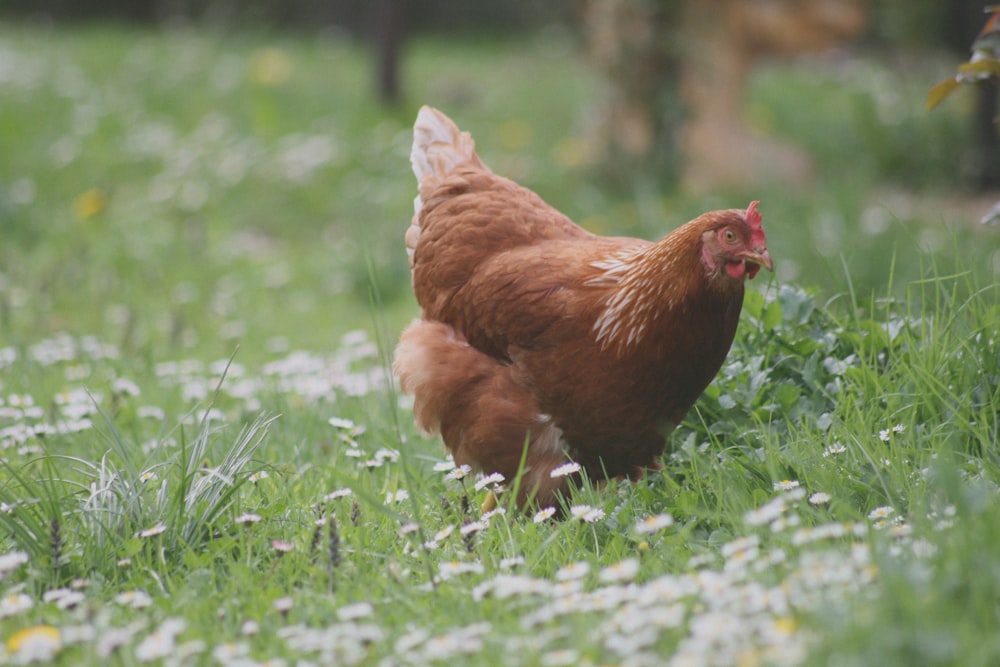 brown hen on green grass field during daytime