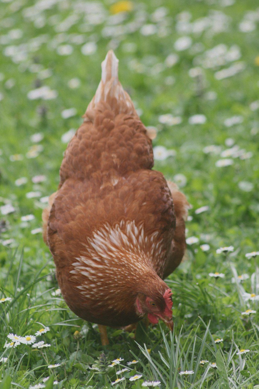 brown chicken on green grass during daytime