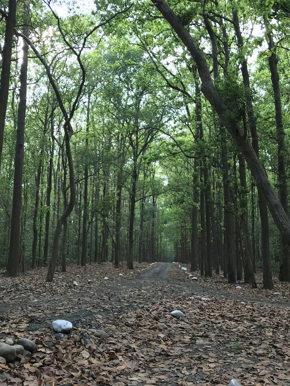 green trees on brown soil