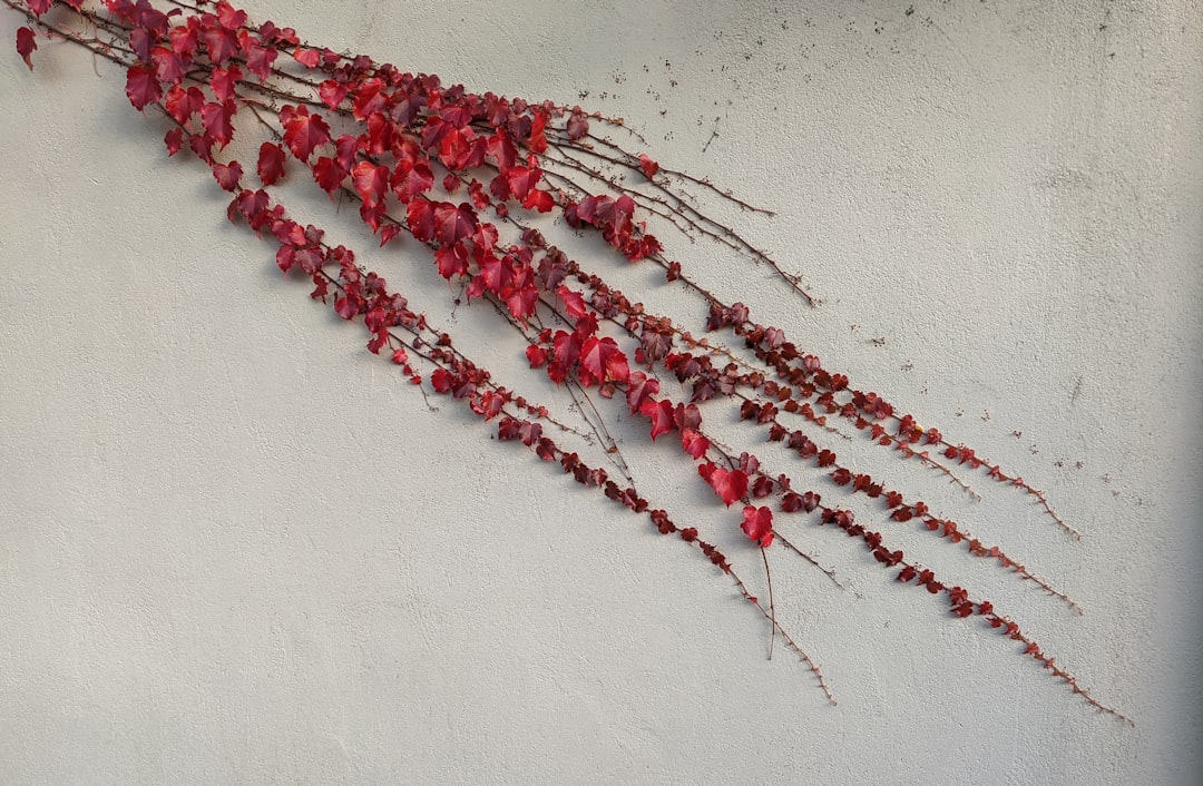 red and white rope on white concrete floor